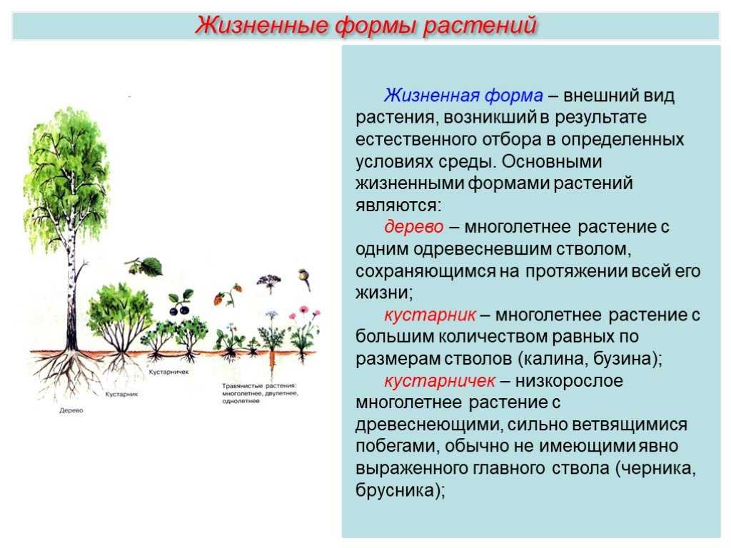 Травянистые растения – особенности, признаки, части и группы