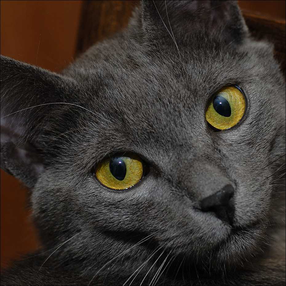 Кошка серого окраса с голубыми глазами