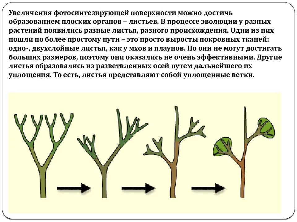 Последовательность этапов эволюции растений: полезная информация