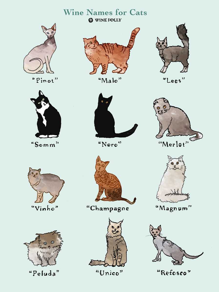 Японские клички для котов и кошек - лучшие варианты имен с расшифровкой значения