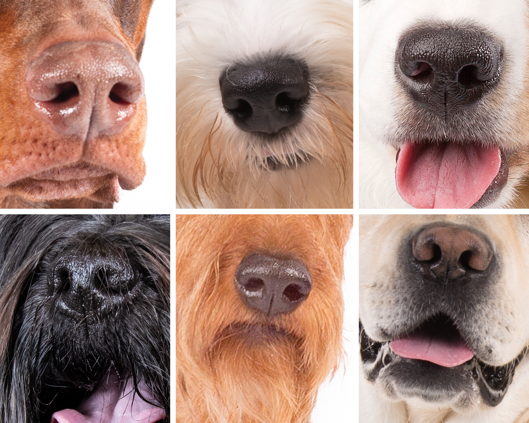 🐾 30 фактов о собачьих носах, которых вы, вероятно, не знали до сих пор - 2022