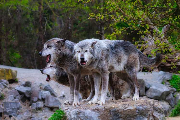 ОТВЕТ: В среднем волки живут от 6 до 8 лет Некоторые особи, обитающие в дикой природе имеют продолжительность жизни до