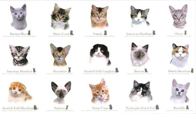 Как узнать породу кошки | по окрасу и другим признакам