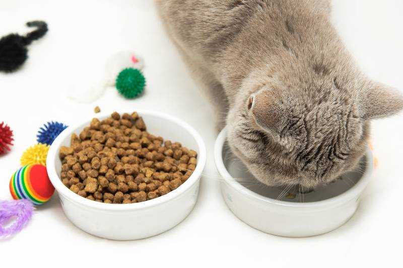 Чем можно кормить маленьких котят: в 1, 2 или 3 месяца, меню, режим кормления