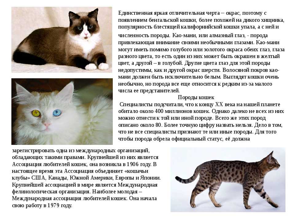 33 гладкошерстные породы кошек: названия с описаниями и фото