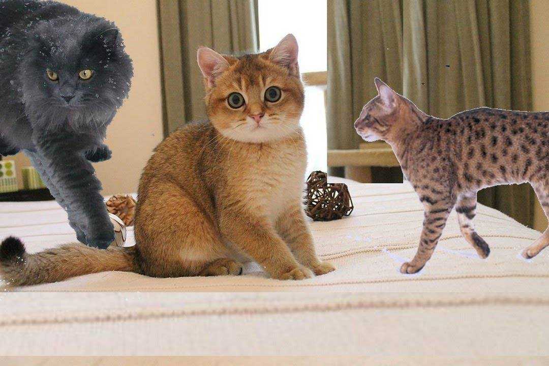 Самые добрые и ласковые породы кошек в мире: названия с фото и описанием