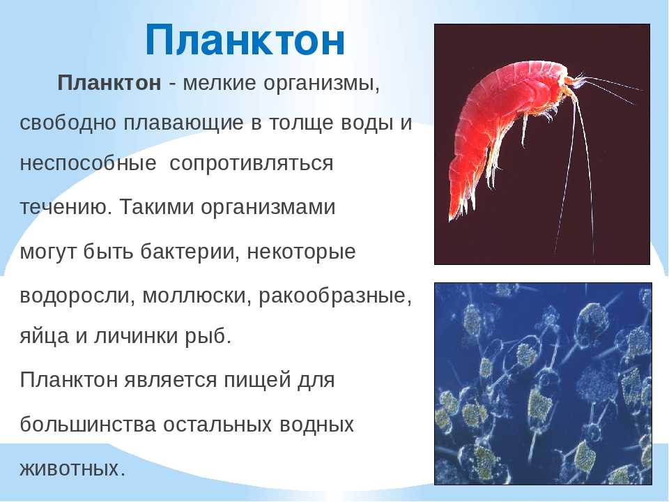 Планктон составляют