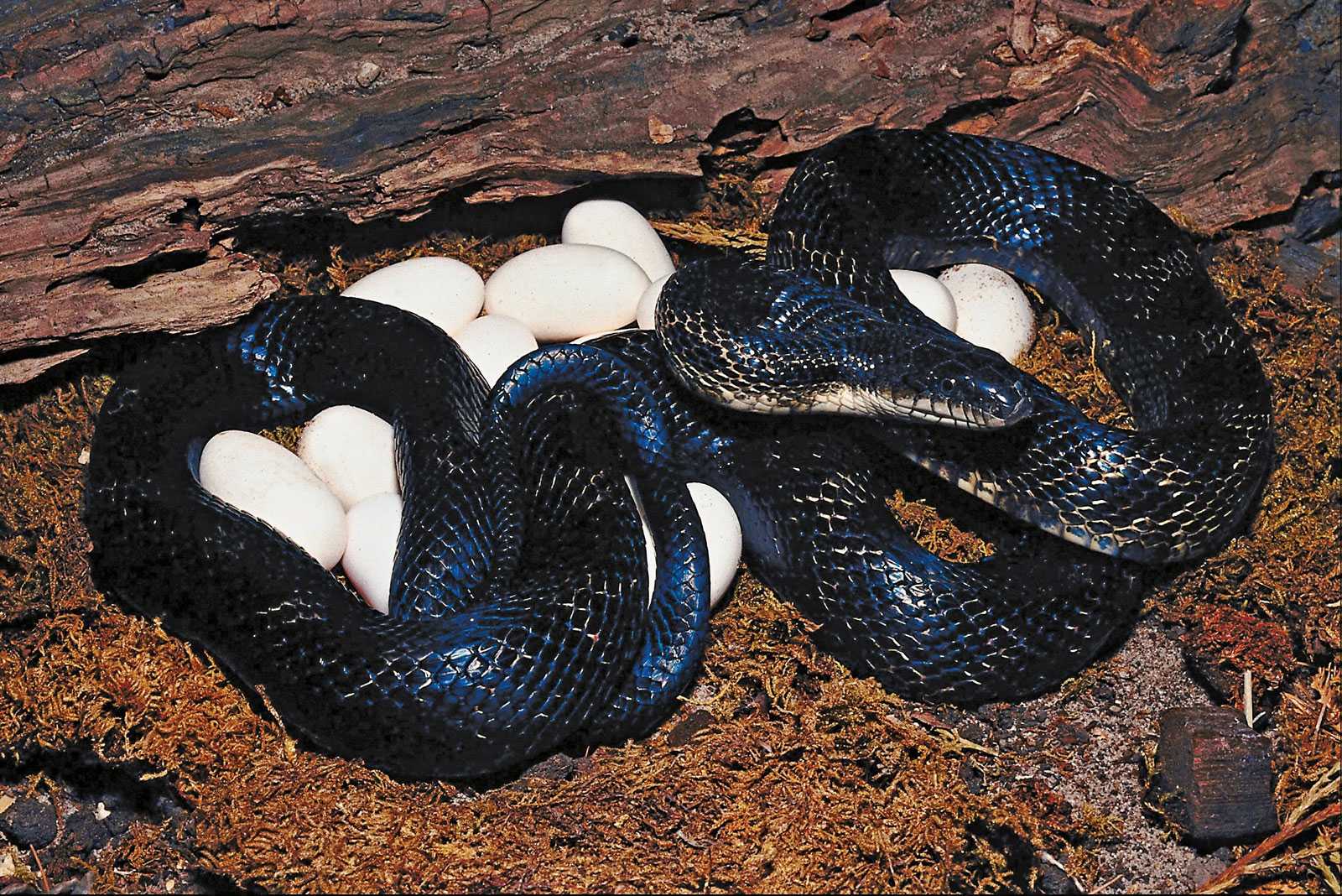 Как рожают змеи свое потомство?