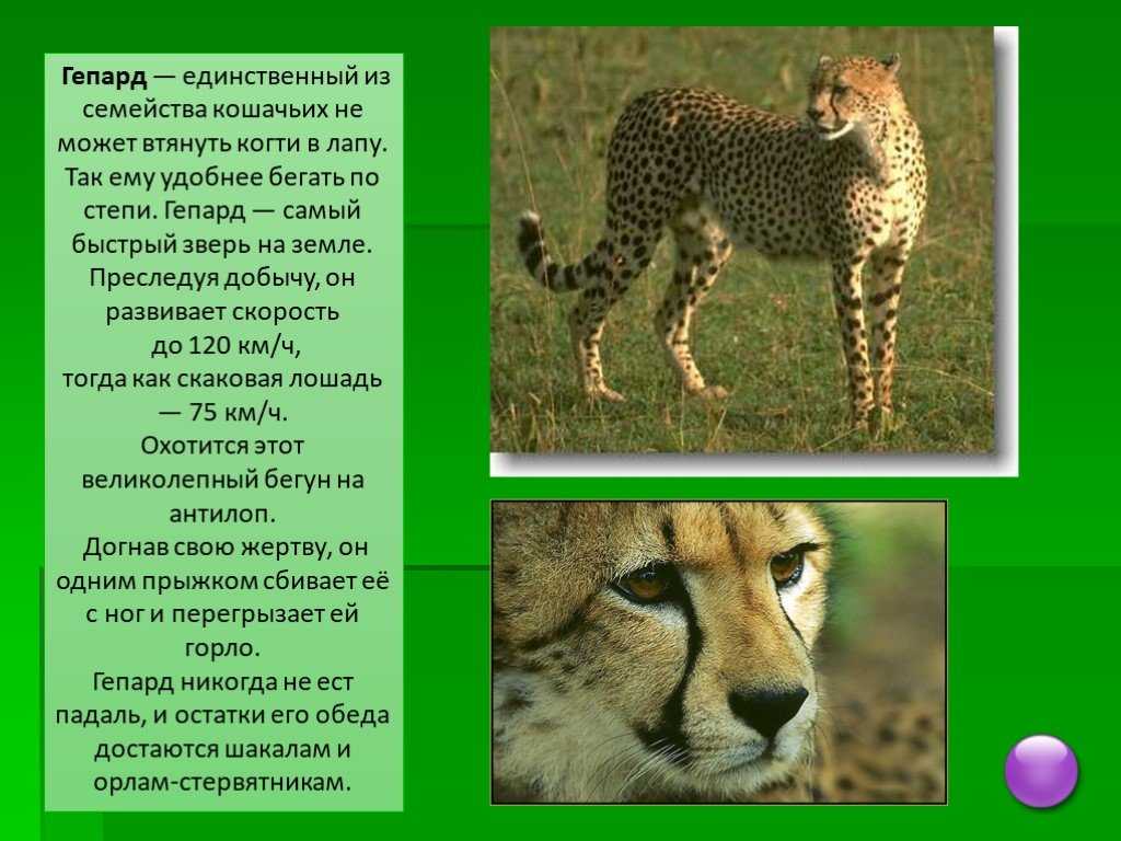 Гепард животное. образ жизни и среда обитания гепарда