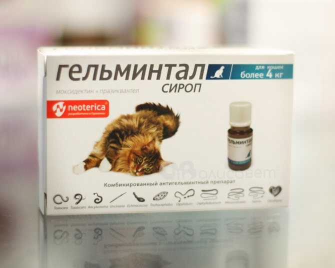 Как часто нужно «глистогонить» котенка или взрослую домашнюю кошку для профилактики, сколько таблеток можно давать?