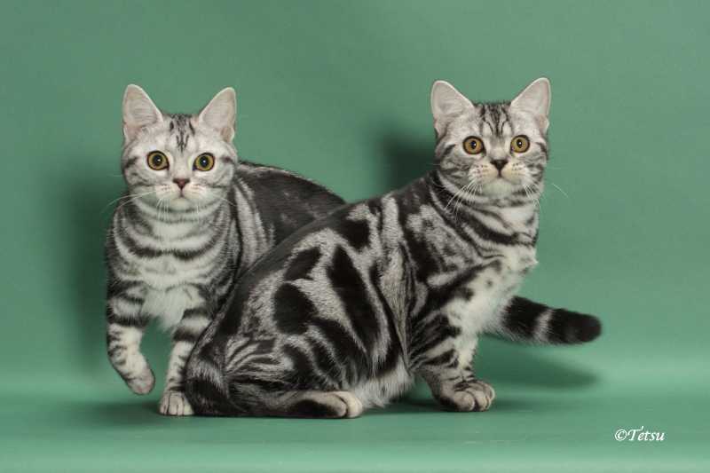 Бразильская короткошерстная кошка: история и особенности породы - мир кошек