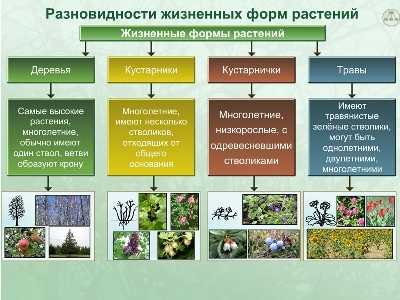 Жизненные формы растений — это, что такое, определение, значение, конспект, доклад, реферат, вики