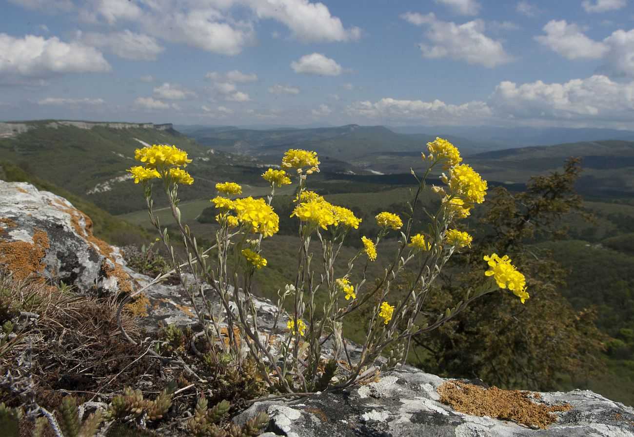 8 крымских первоцветов, которые радуют нас весной в лесах и степях