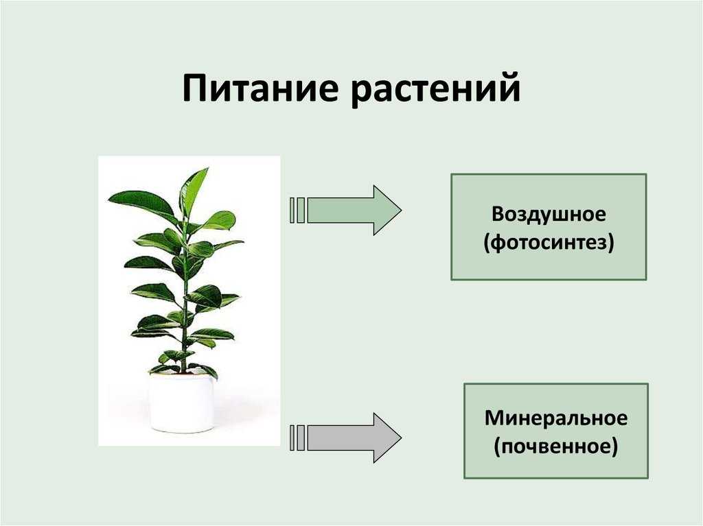 Питание растений