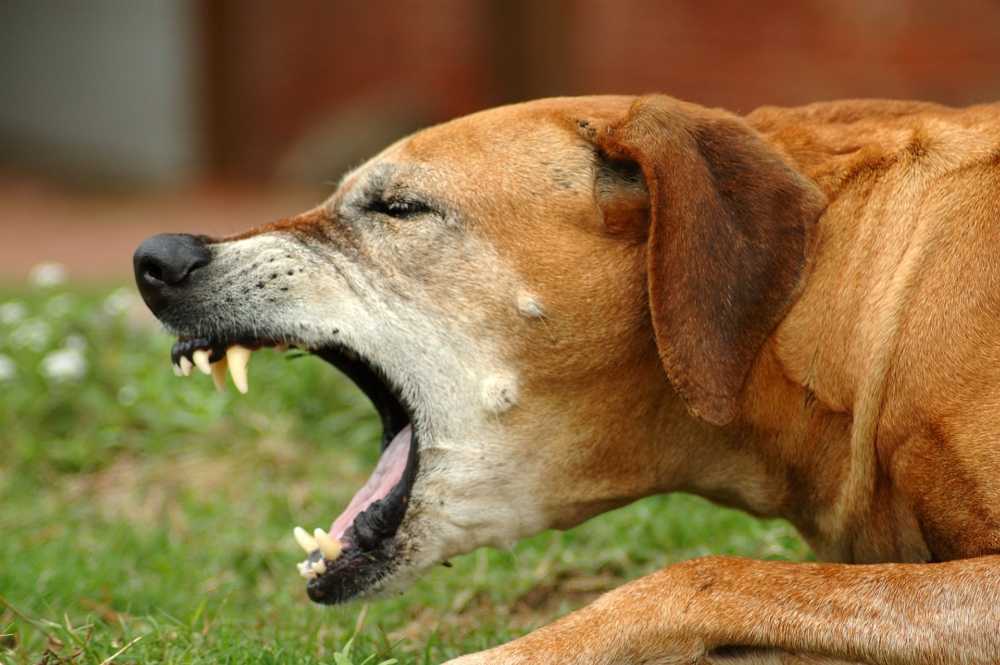 7 причин, почему щенок чихает - что делать