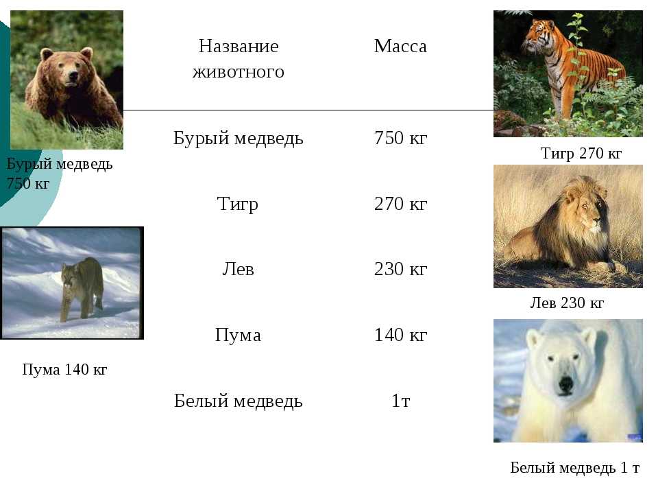 Сравни животных используя рисунки у кого больше масса длина и число ног лиса и рак