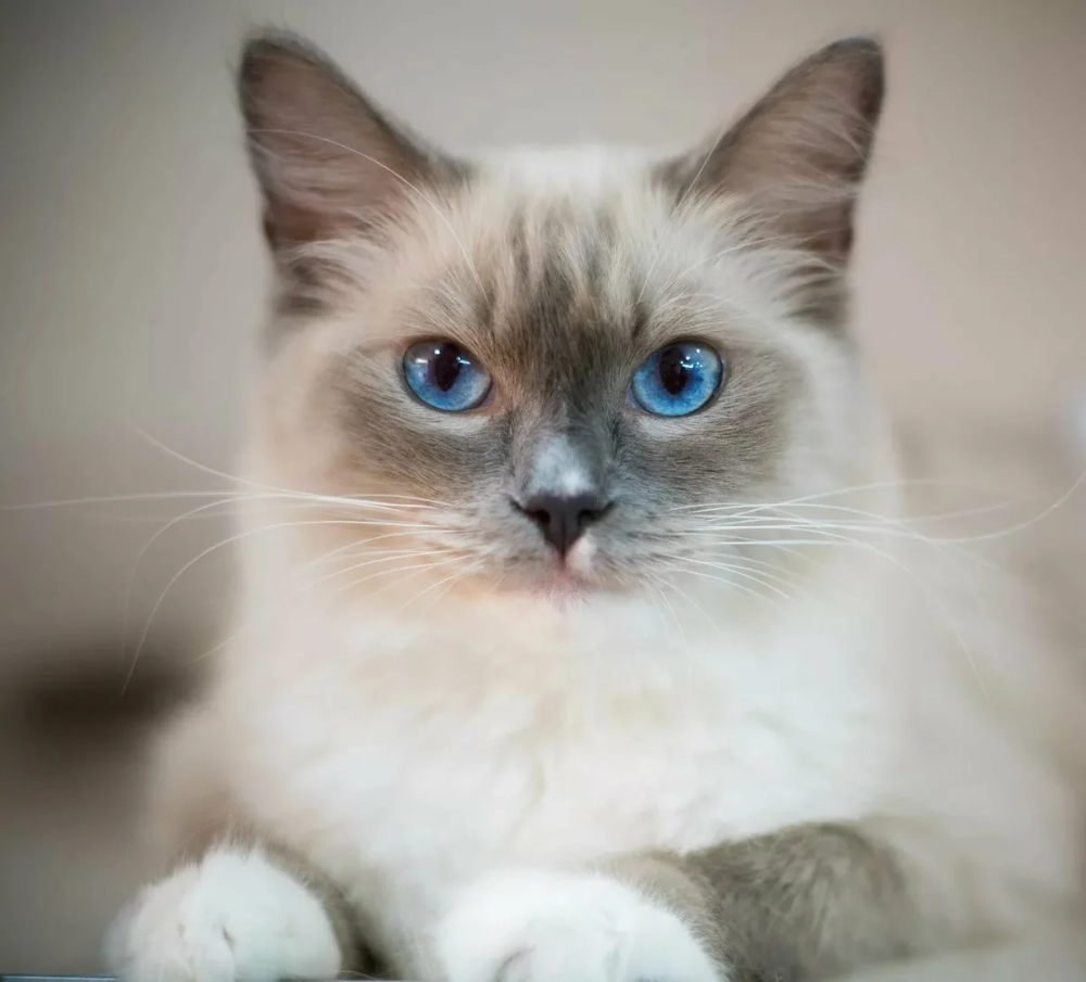 Кошки с голубыми глазами Список пород, особенности, уход и воспитание