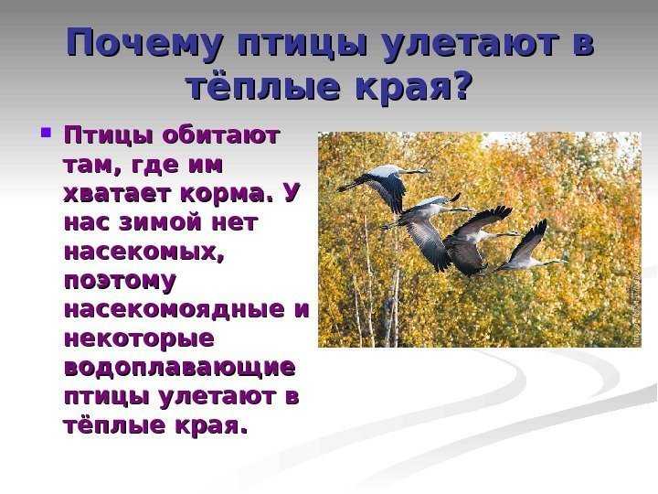 Урок 6: где зимуют птицы? - 100urokov.ru