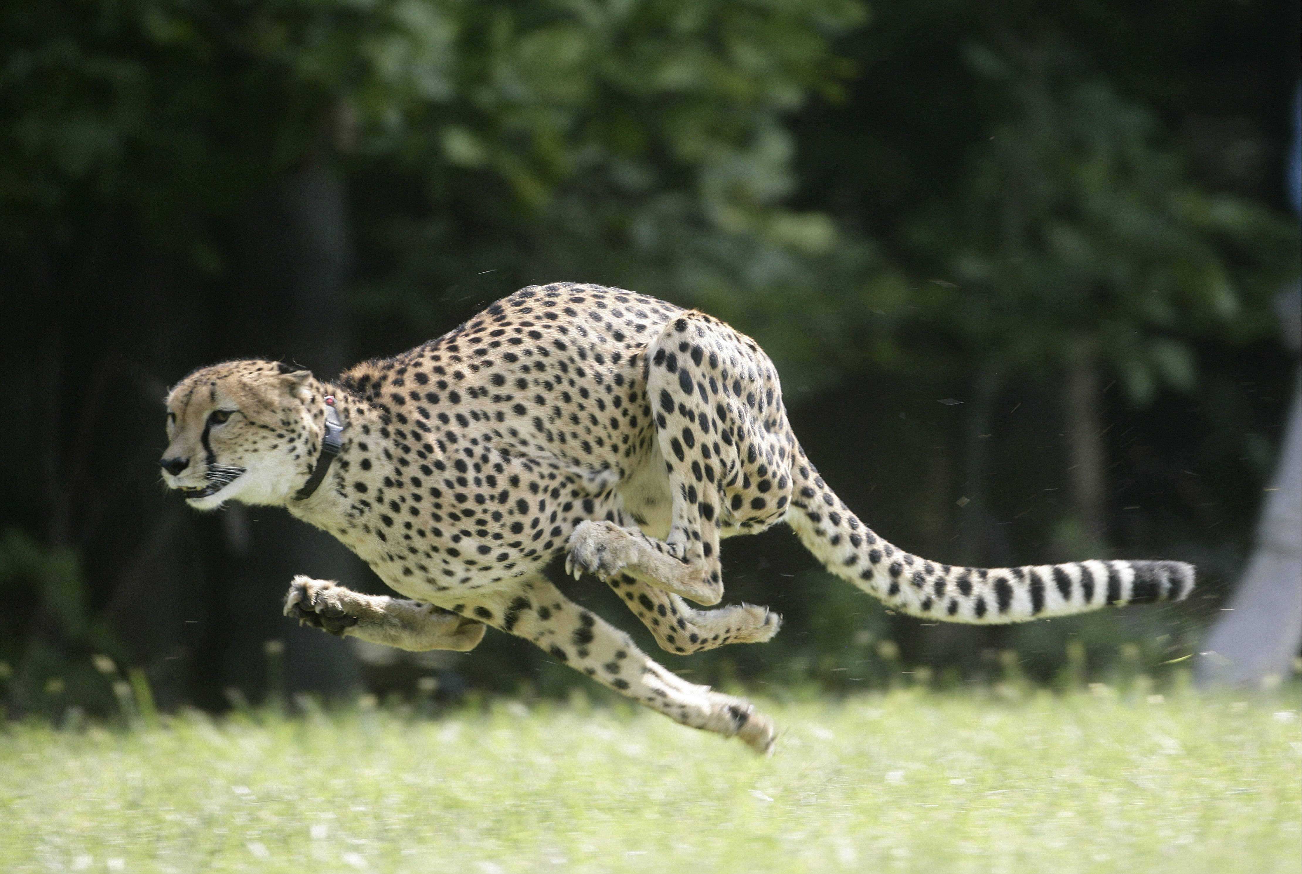 10 самых быстрых представителей животного мира :: инфониак