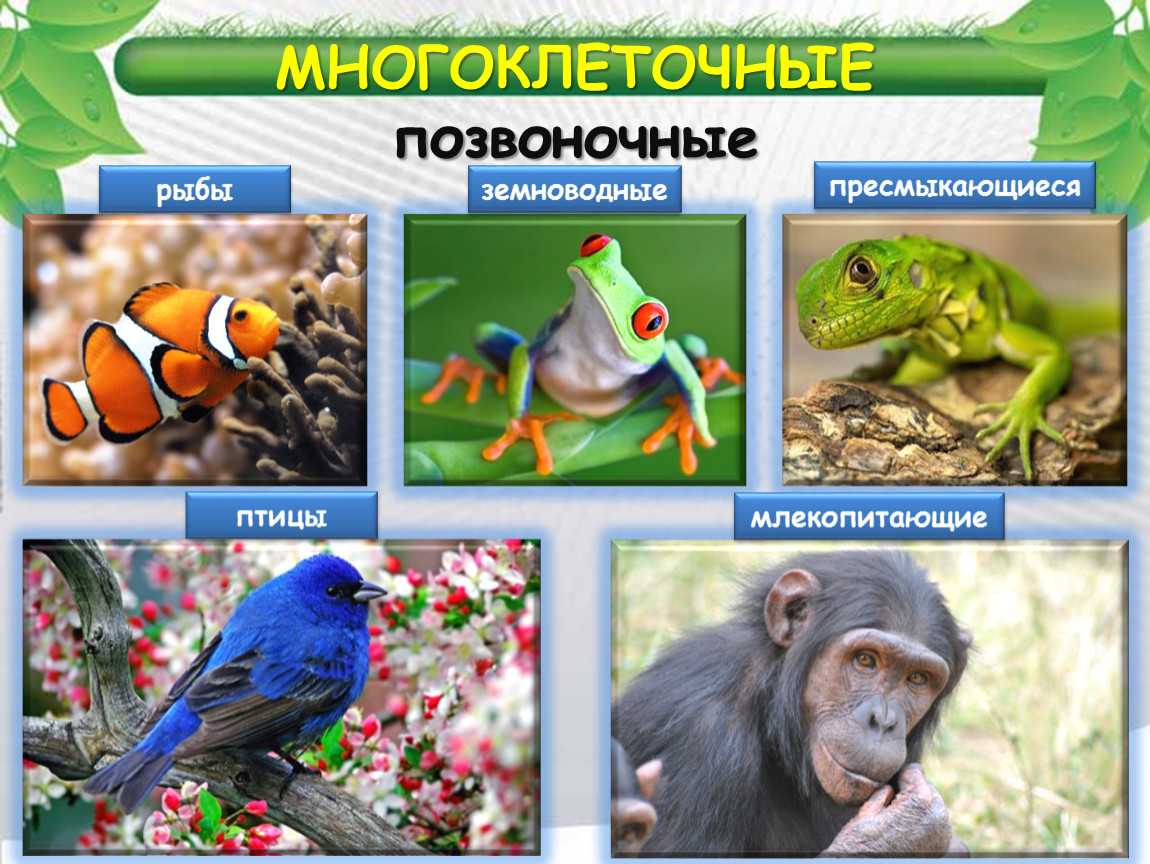 Животные красной книги россии на красных страницах с фото и названиями