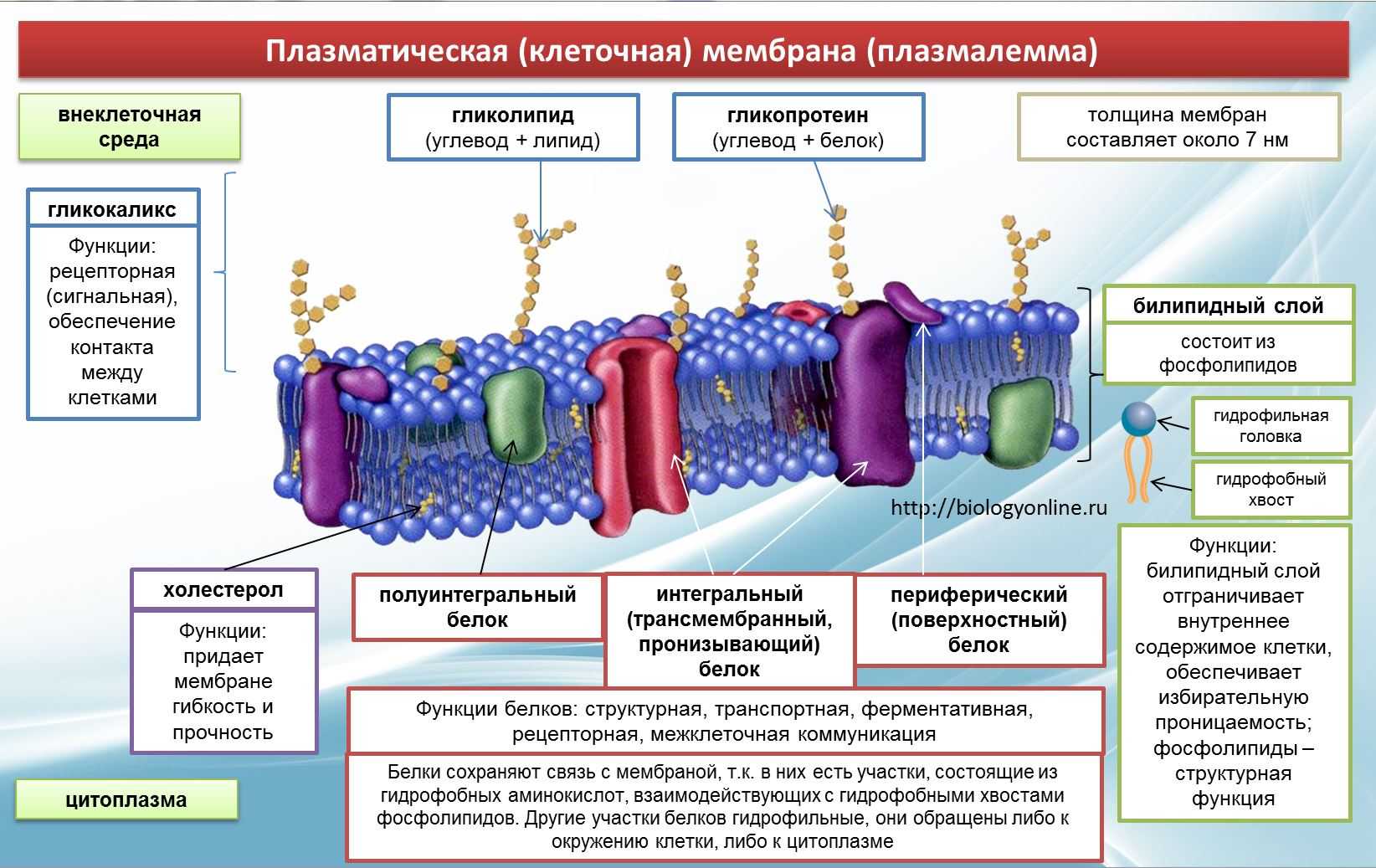 Функции мембраны клетки является. Клеточная плазматическая мембрана функции. Структура клетки плазматическая мембрана. Плазматическая мембрана клетки строение и функции.
