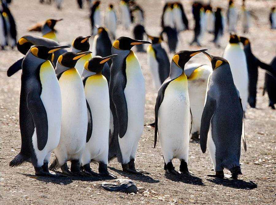 Кто такие пингвины – звери или птицы | интересный сайт