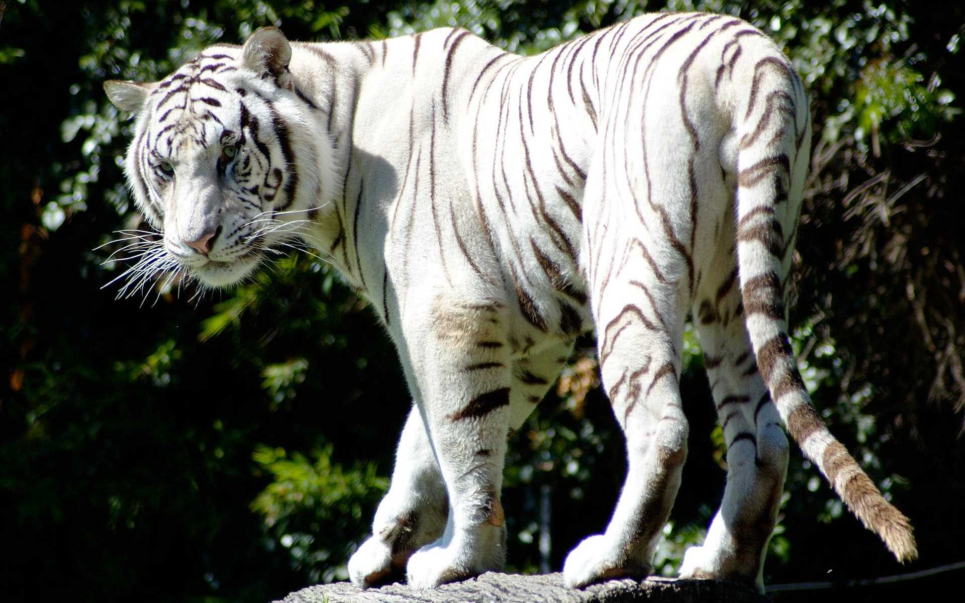 Самый большой тигр в мире: наиболее крупные виды существующих и вымерших животных, их фото и описание, уникальные особенности и образ жизни