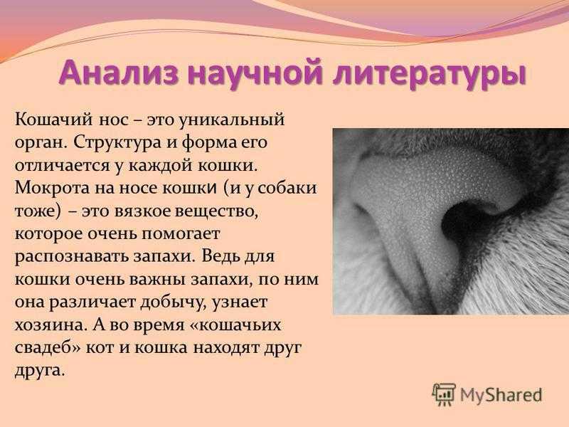 Мокрый нос у собаки: почему еще и холодный, сухой, горячий, у здоровой собаки, почему вялая и не есть - блог о животных - zoo-pet.ru