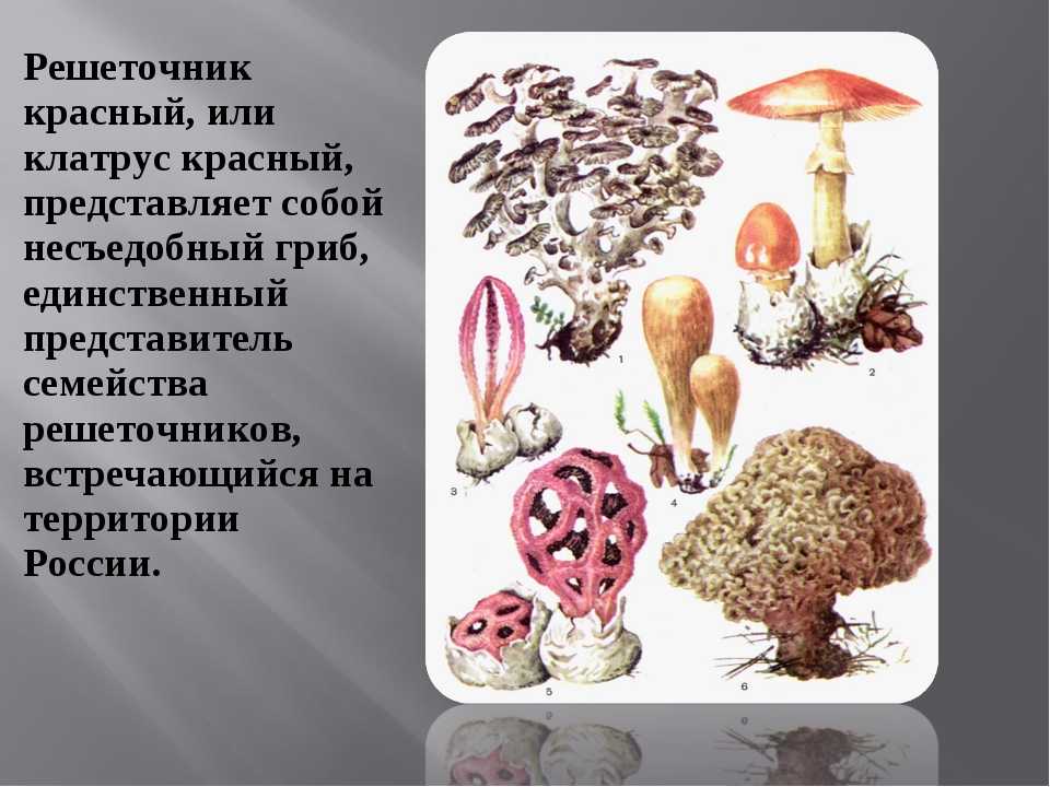 Доклад-сообщение на тему: “грибы”