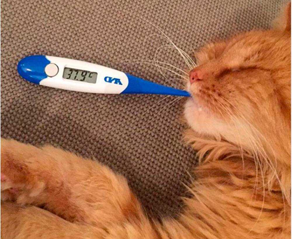 Нормальная температура у кошки: показатели нормы + советы, как измерить и сбить температуру