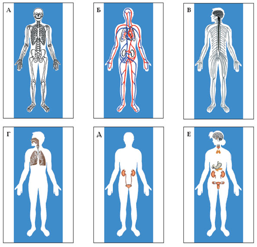 Какие системы органов изображены на рисунках