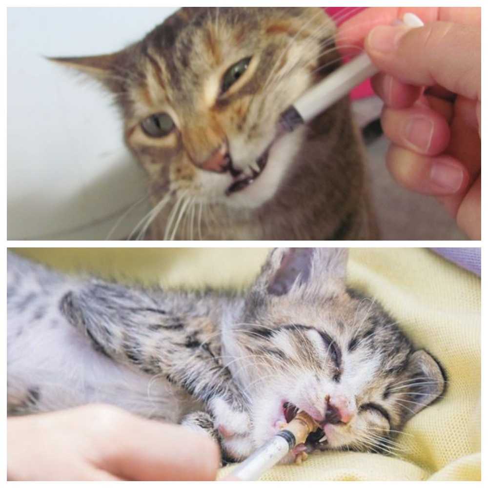 Понос у котенка - причины и лечение