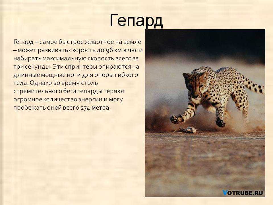 Гепард животное. описание, особенности, виды, образ жизни и среда обитания гепарда | живность.ру