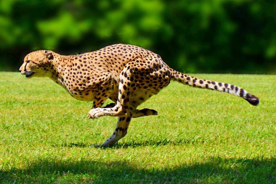 10 самых быстрых животных в мире