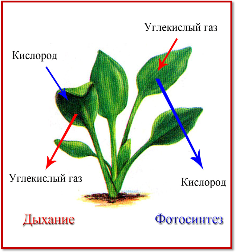 Плод человека получает кислород через. Растения выделяют углекислый ГАЗ. Дыхание растений. Выделение кислорода растениями. Дыхательные органы растений.