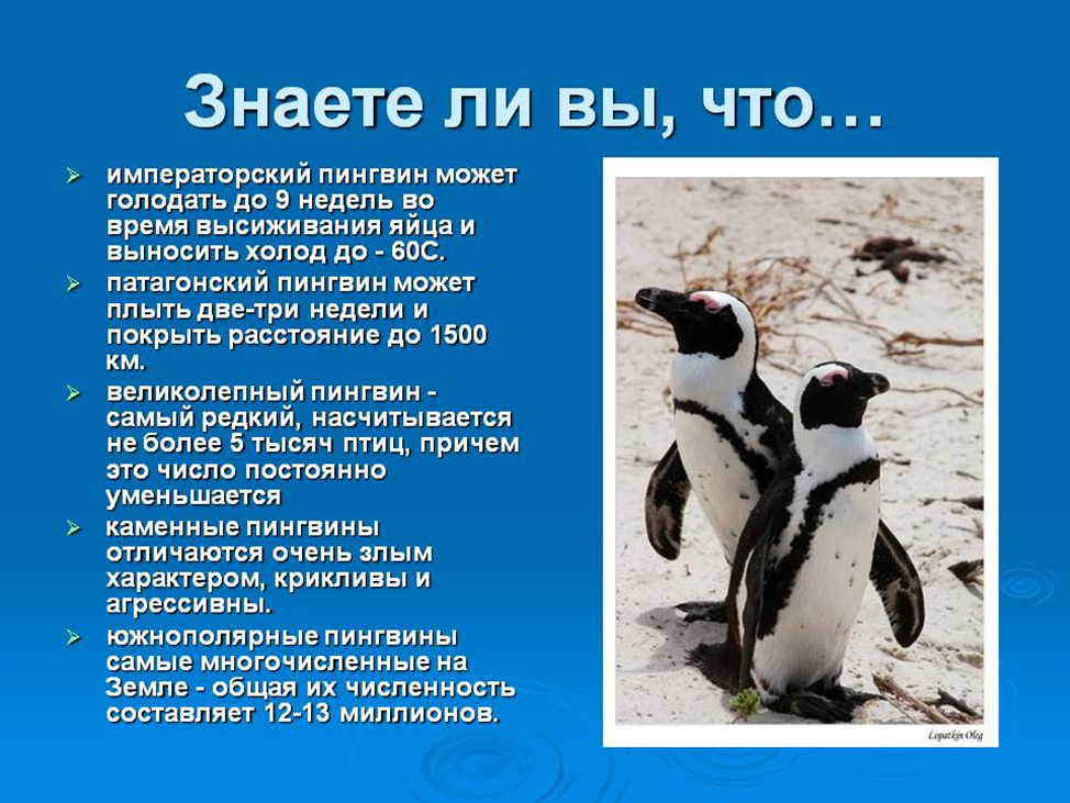Топ 7 увлекательных и интересных фактов о пингвинах