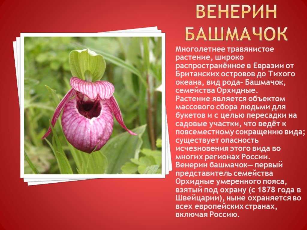 Какие растения занесены в красную книгу россии? :: syl.ru
