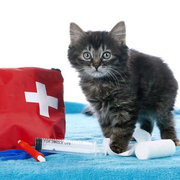 Как правильно выбрать ветеринарную клинику для кота? | муркоша