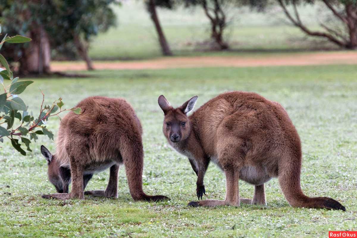 Какие животные изображены на гербе австралии — значение и история герба