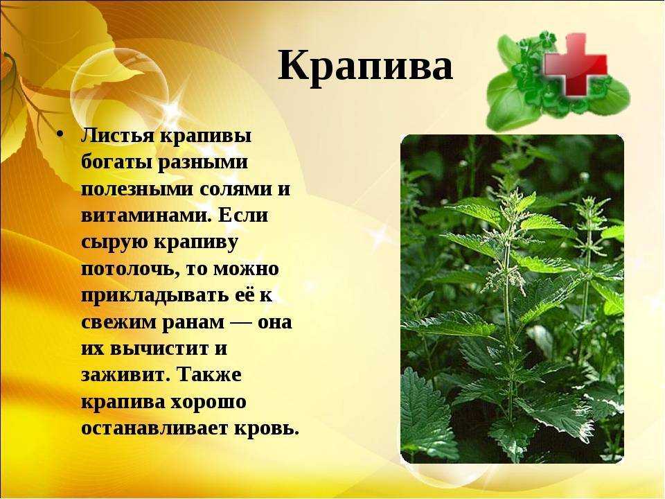 19 самых опасных инвазионных видов растений в россии
