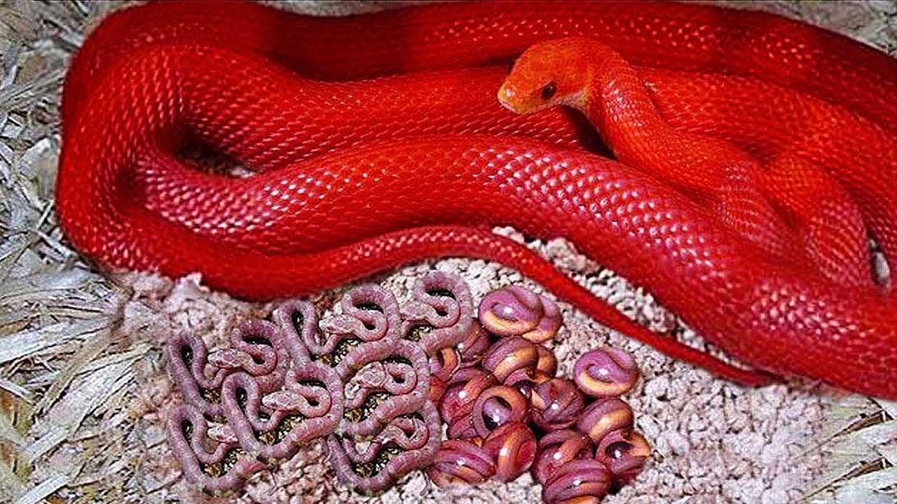 Как змея откладывает яйца: физиология, вынашивание, забота