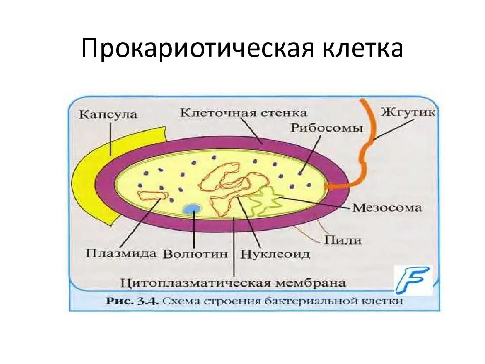 Схема прокариотической клетки