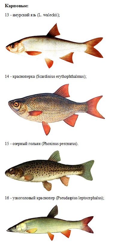 Многообразие разновидностей морских рыб: большие и мелкие, съедобные и промысловые