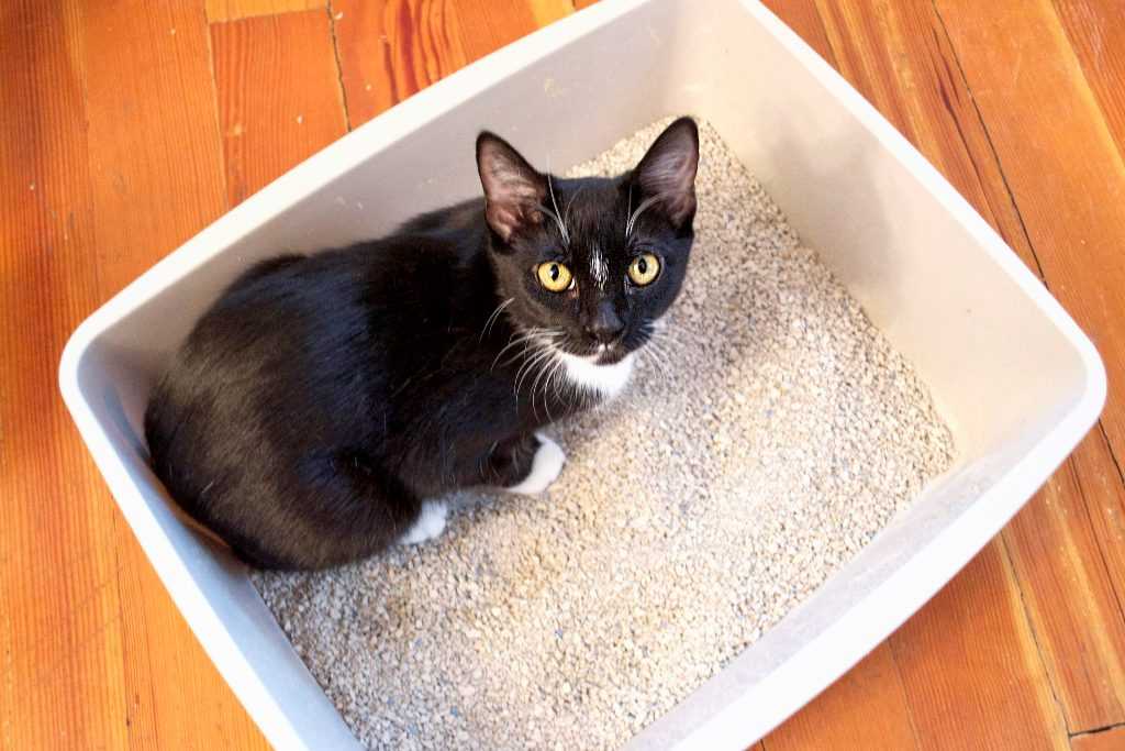 Кошка или кот гадит: как отучить кошку гадить в неположенном месте? | нвп «астрафарм»