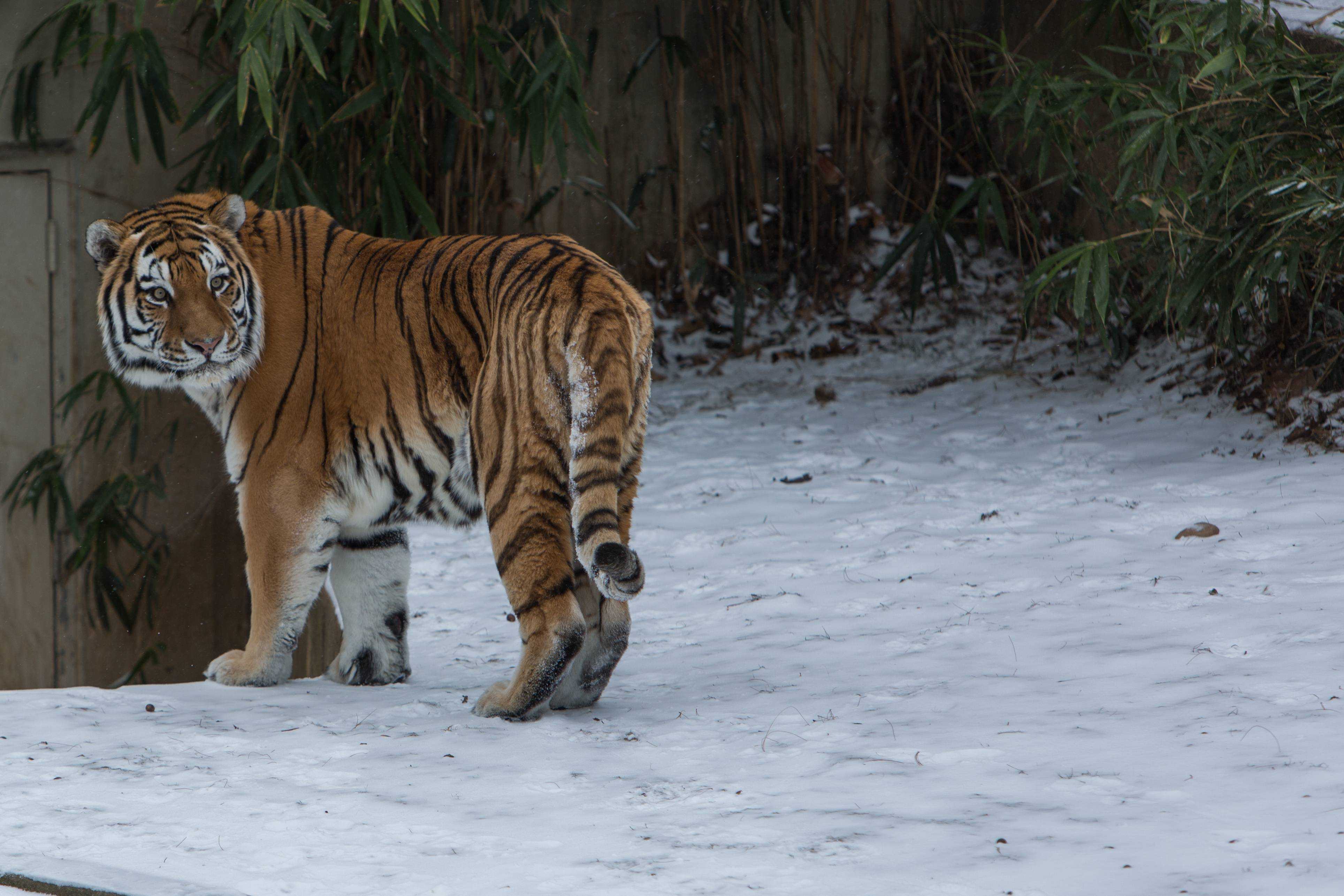 7 самых больших тигров в мире