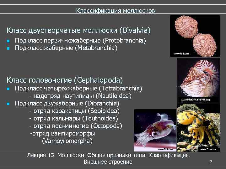 Наутилус помпилиус моллюск интересные факты. наутилус - моллюск с красивой раковиной – 10 фото