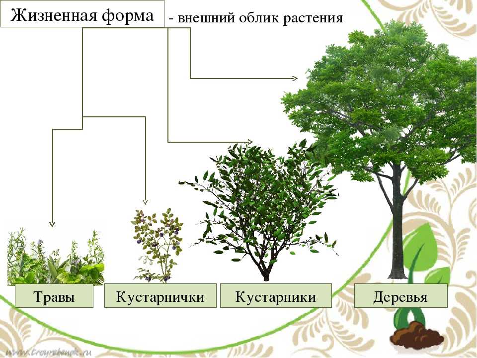 Жизненные формы растений по серебрякову и раункиеру с примерами