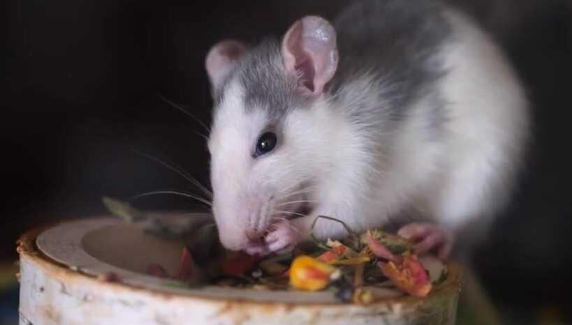 Чем можно и нельзя кормить крысу