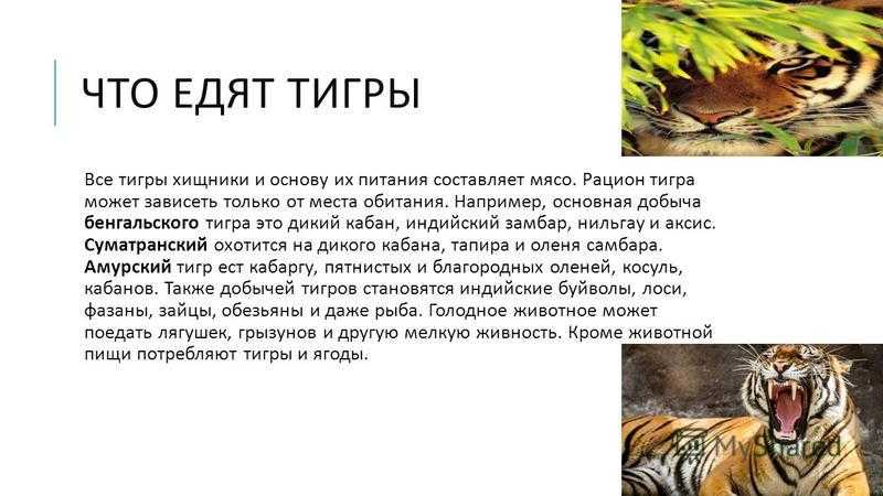Амурский тигр - достояние россии. - кот дня - блоги