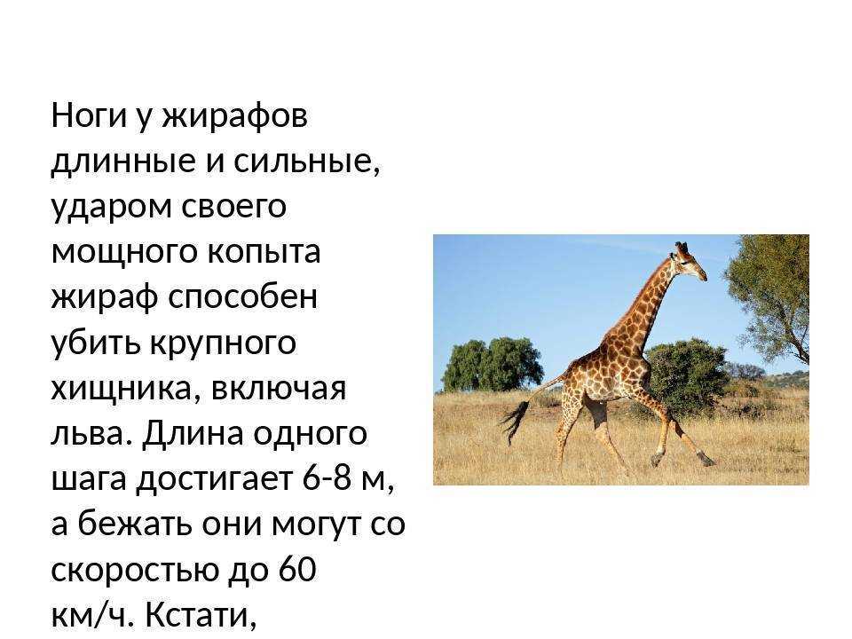 Жираф - описание животного, строение, где живет и чем питается